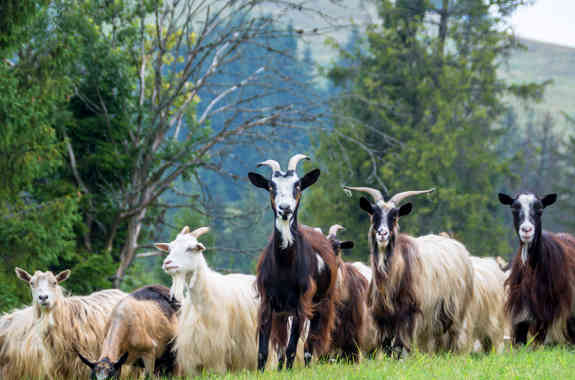 Capre Cashmere
